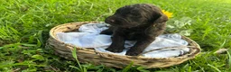 Goldendoodle dogs for sale: Goldendoodle 5 - Ad 3