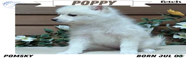 Poppy