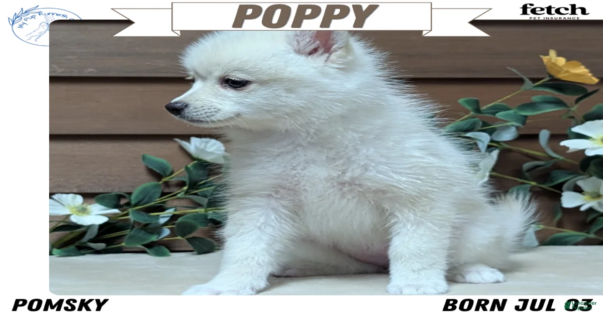 Pomsky Puppies for sale | Lancaster Puppies