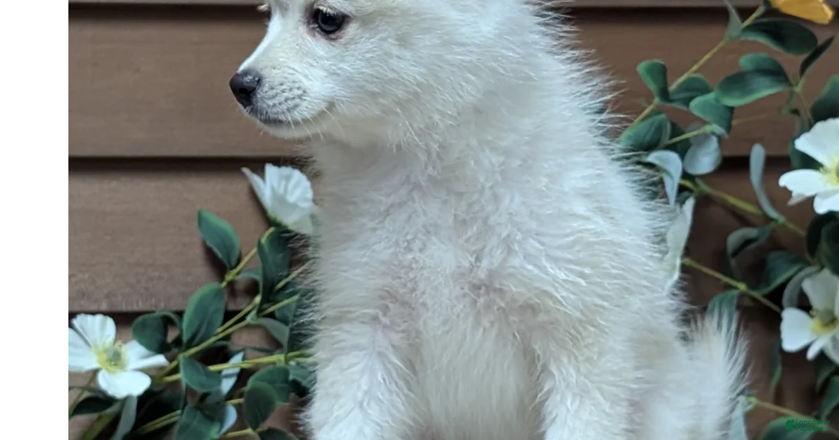 Backround Pomsky Pomsky Puppies for sale | Lancaster Puppies