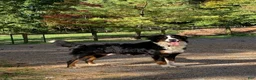 Bernese Mountain Dog dogs for sale: Porter - Ad 8