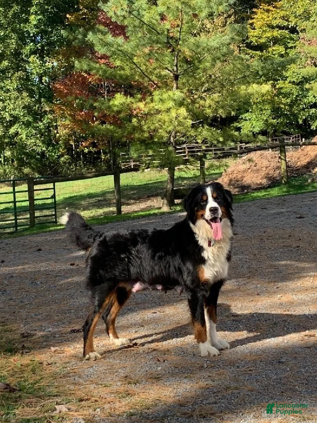 Bernese Mountain Dog dogs for sale: Piper - Ad 8