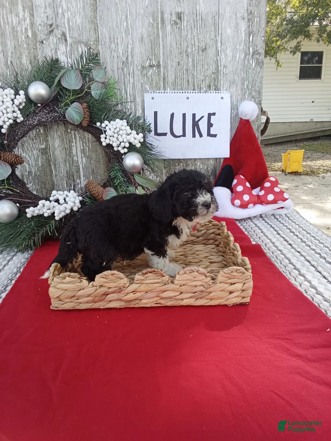Bernedoodle dogs for sale: Bernedoodle 3 - Ad 2