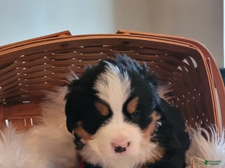 Bernese Mountain Dog dogs Gumdrop - Ad 42