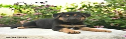 German Shepherd dogs for sale: Lily  - Ad 4