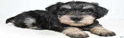 Miniature Schnauzer dogs for sale: Lilly - Ad 1