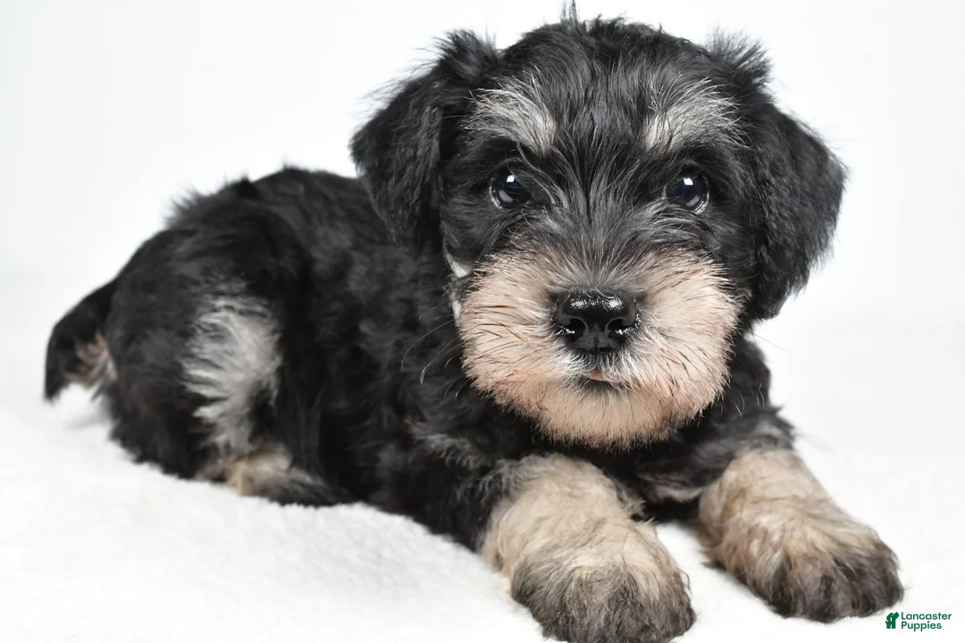 Miniature Schnauzer dogs for sale: Lilly - Ad 1