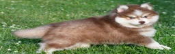 Pomsky dogs for sale: Prince - Ad 8
