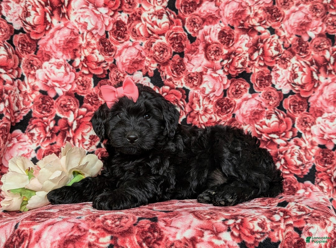Labradoodle dogs for sale: Adelle Hypoallergenic - Ad 4
