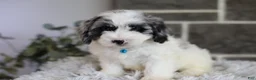 Maltipoo dogs for sale: Dexter  - Ad 14