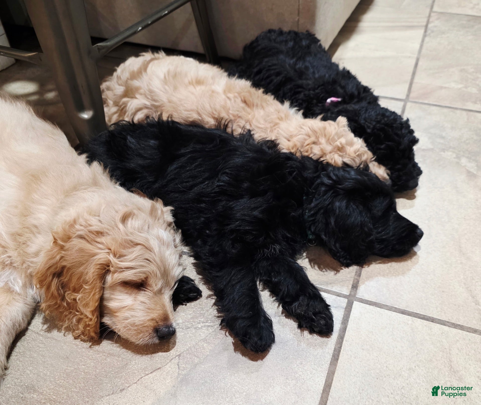 Mini Goldendoodle dogs Dolly (pinky) - Ad 2