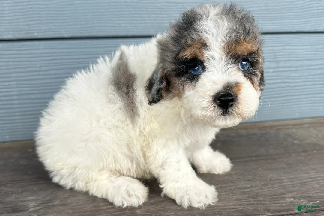 Cavapoo dogs for sale: Smudge - Ad 1