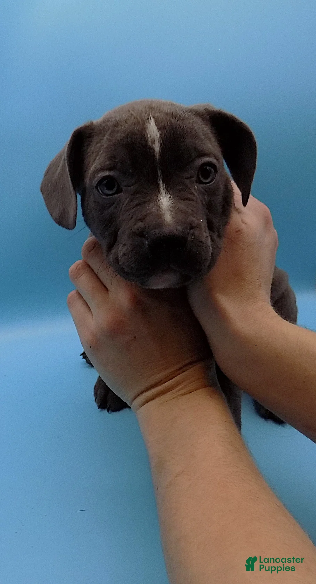 Mixed Breed dogs for sale: Lucille - Ad 6