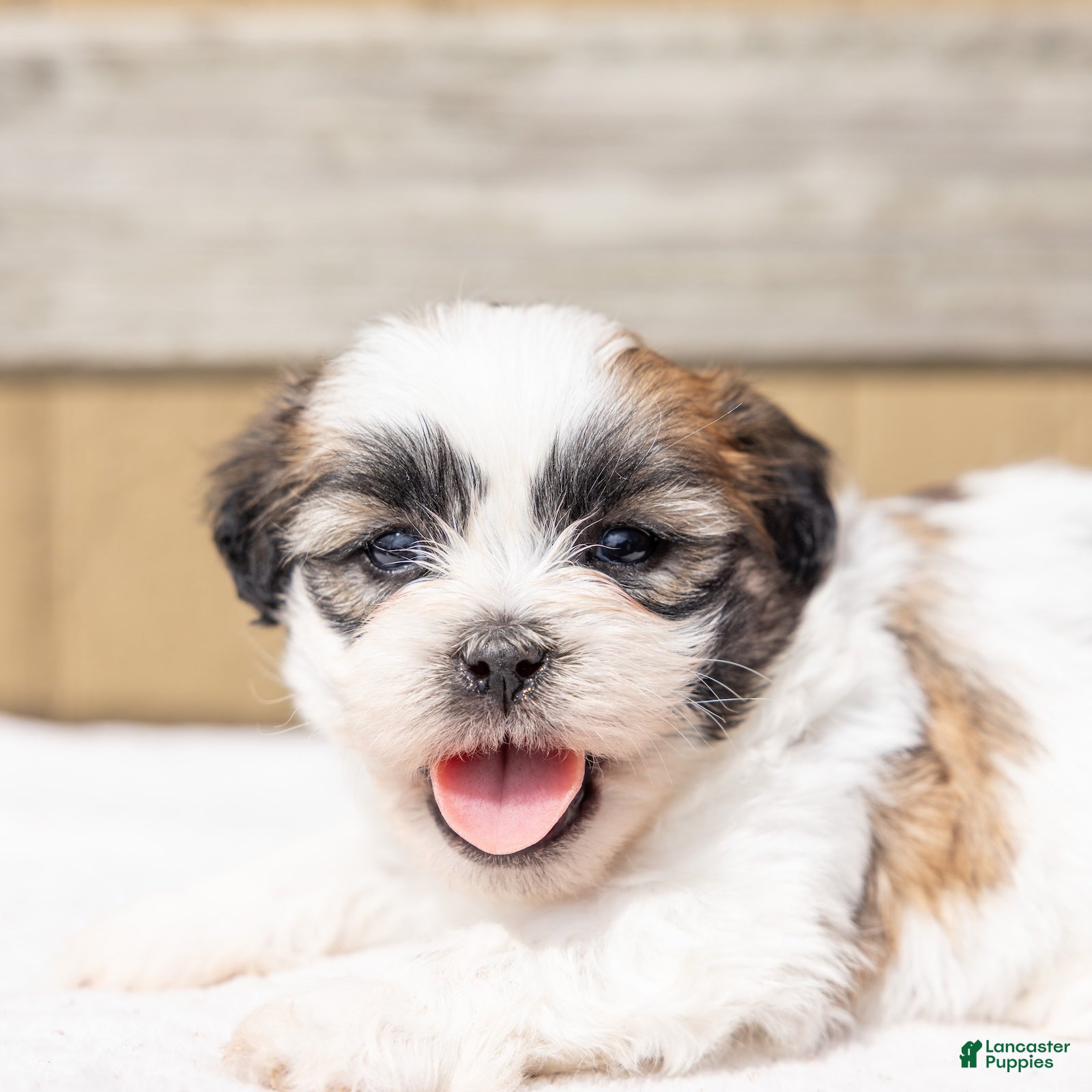 Teddy Bear dogs Eucalyptus - Ad 1