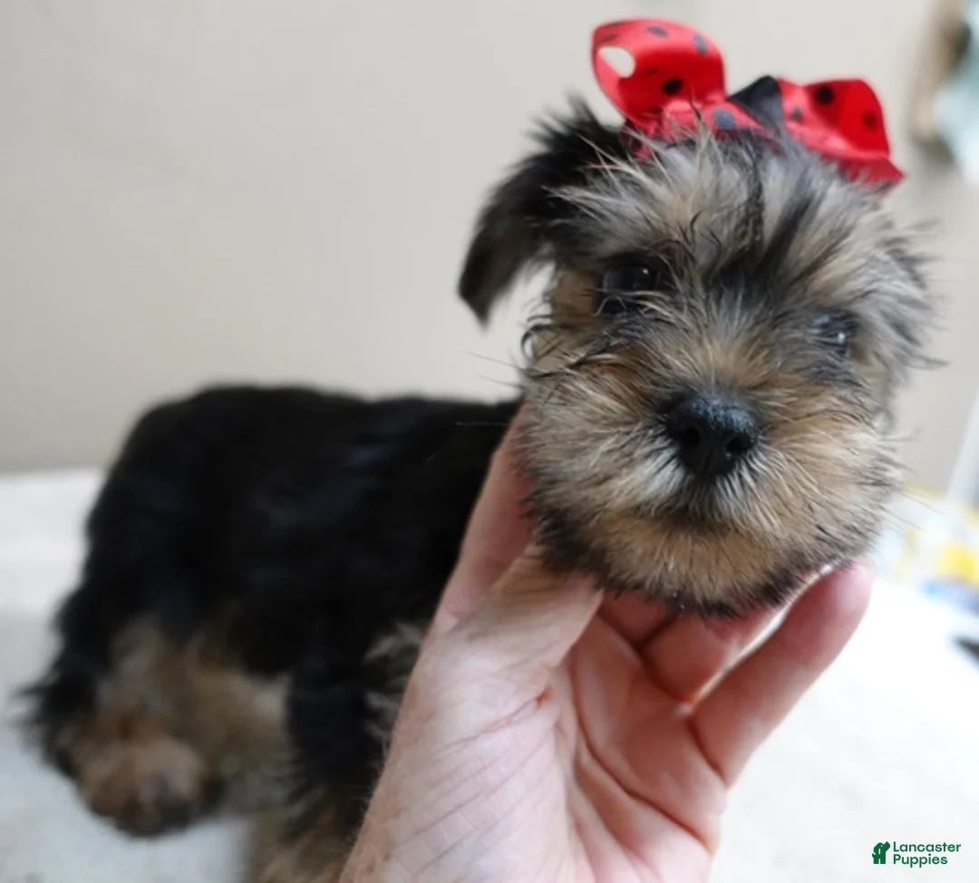 Yorkshire Terrier dogs for sale: Tiny Koda 2nd chance - Ad 2