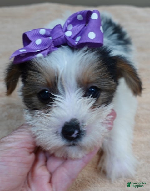 Yorkshire Terrier dogs Panda - Ad 22