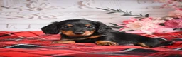 Miniature Dachshund dogs for sale: AKC-Elvis - Ad 9