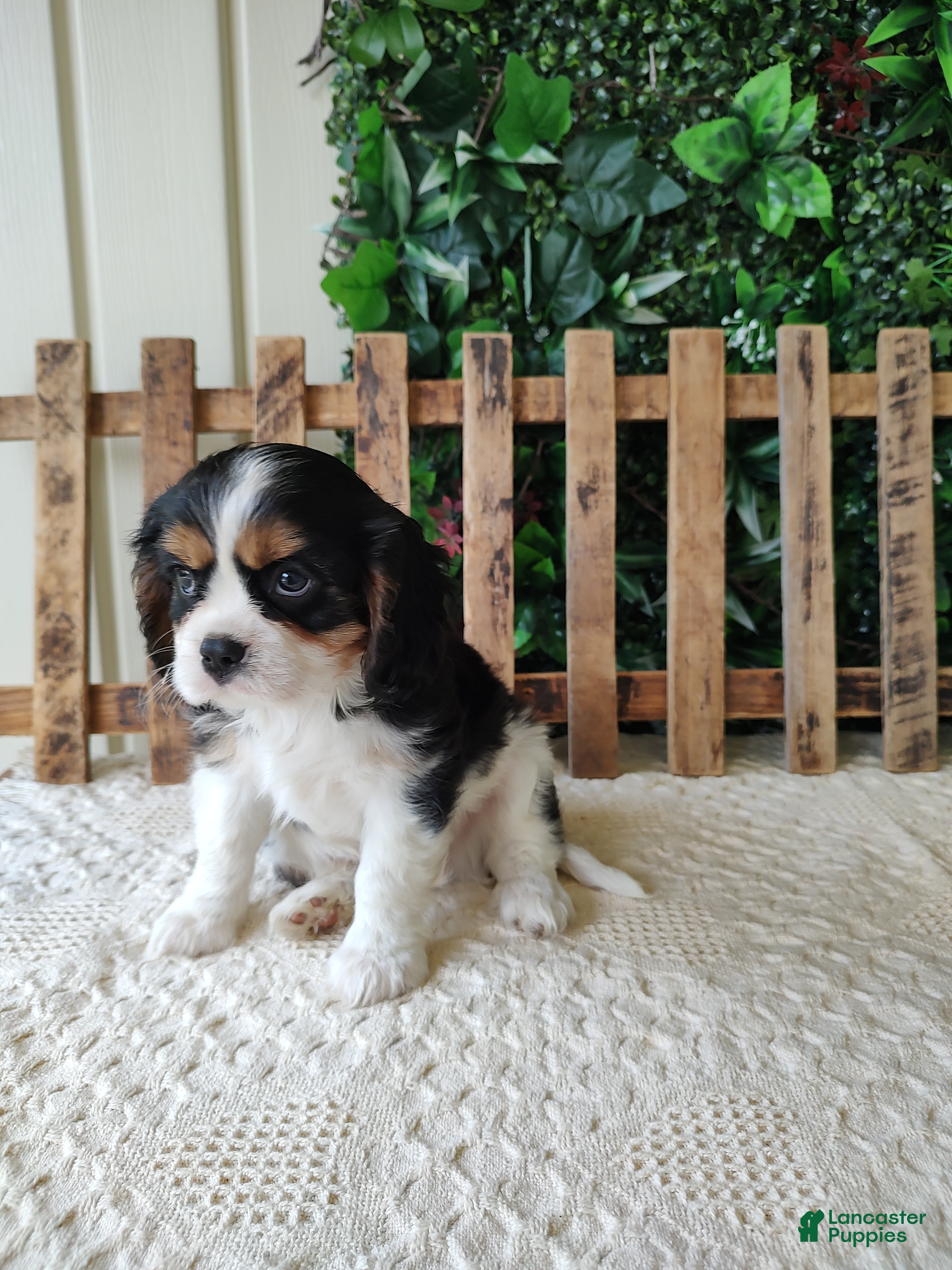 Cavalier King Charles Spaniel dogs Miles - Ad 1