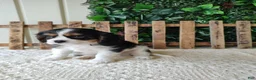 Cavalier King Charles Spaniel dogs for sale: Miles - Ad 9