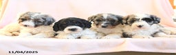 Mini Bernedoodle dogs for sale: Saffron - Ad 5
