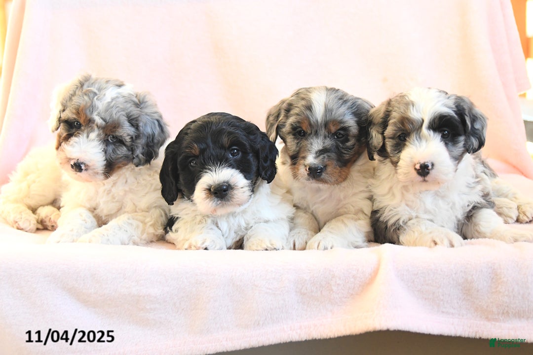 Mini Bernedoodle dogs for sale: Saffron - Ad 5