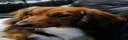 Miniature Dachshund dogs for sale: Harriet - Ad 8