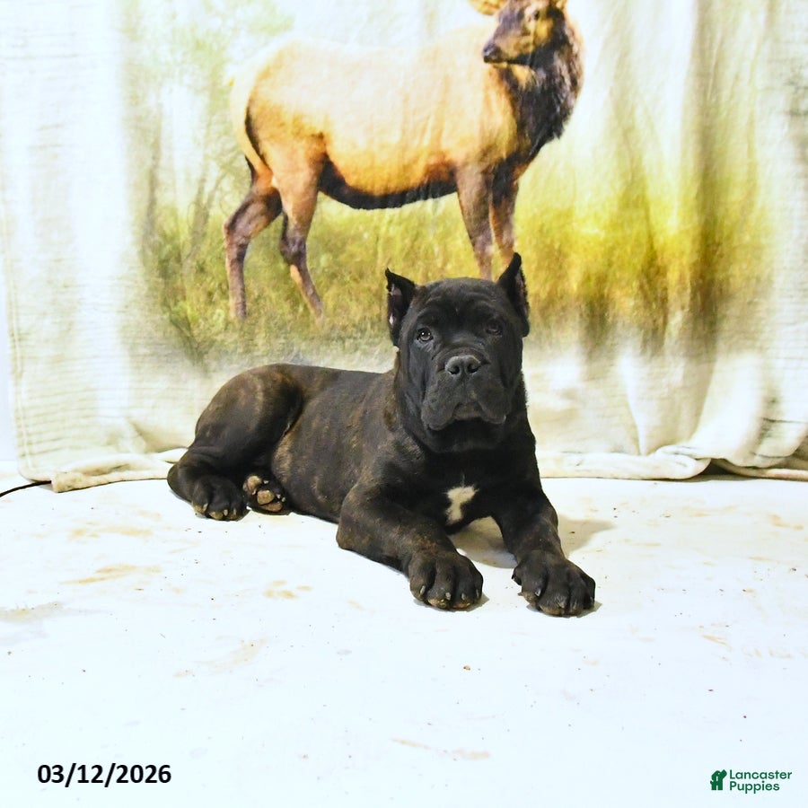 Cane Corso dogs Harvey - Ad 1