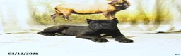 Cane Corso dogs for sale: Harvey - Ad 1