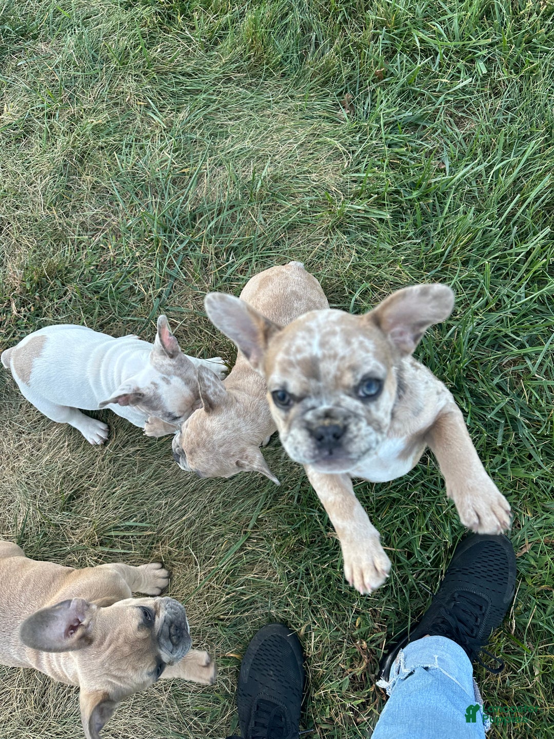 French Bulldog dogs for sale: Eva - Ad 3