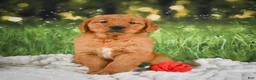Golden Retriever dogs for sale: Sugar - Ad 7