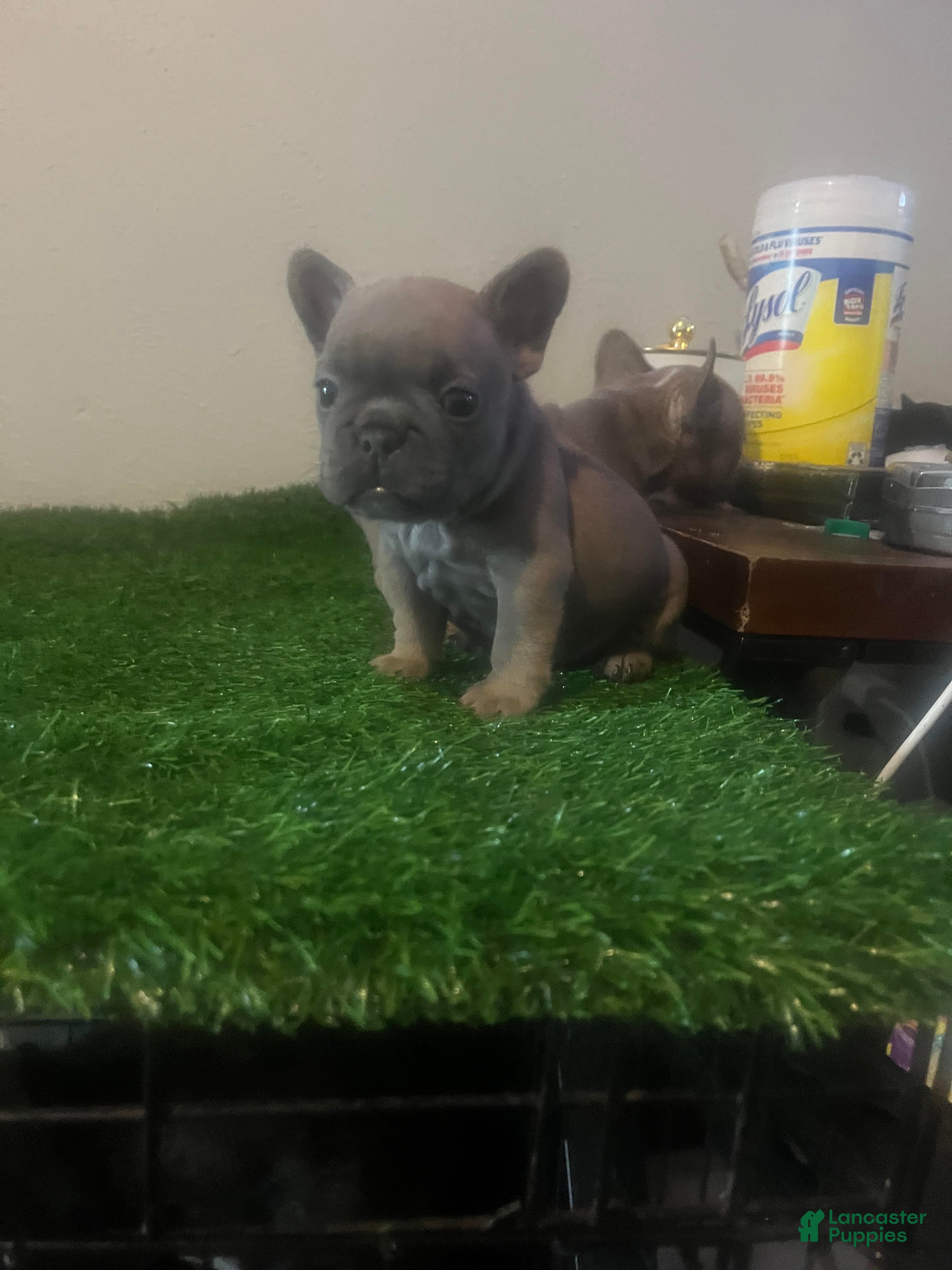 French Bulldog dogs French Bulldog 4 - Ad 38