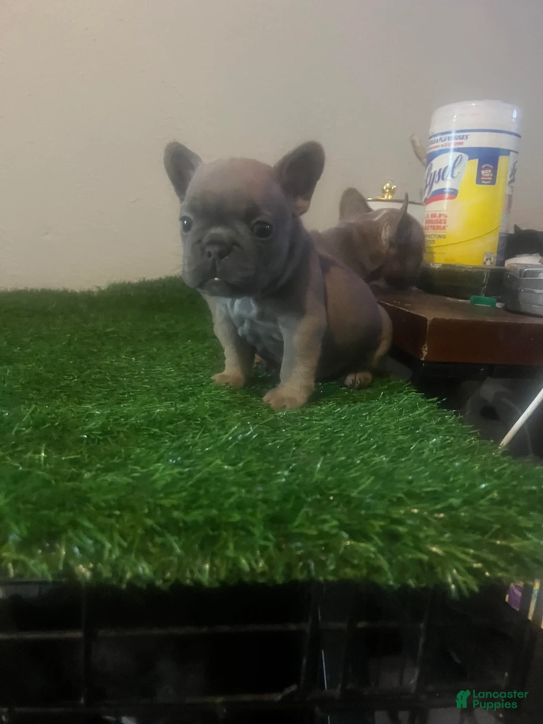 French Bulldog dogs for sale: French Bulldog 4 - Ad 1