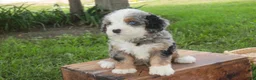 Mini Bernedoodle dogs for sale: Mingo Mini Bernedoodle  - Ad 5