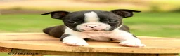Boston Terrier dogs for sale: Bridget - Ad 4