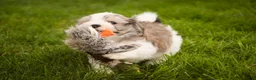 Havanese dogs for sale: Darcy Havanese  - Ad 11
