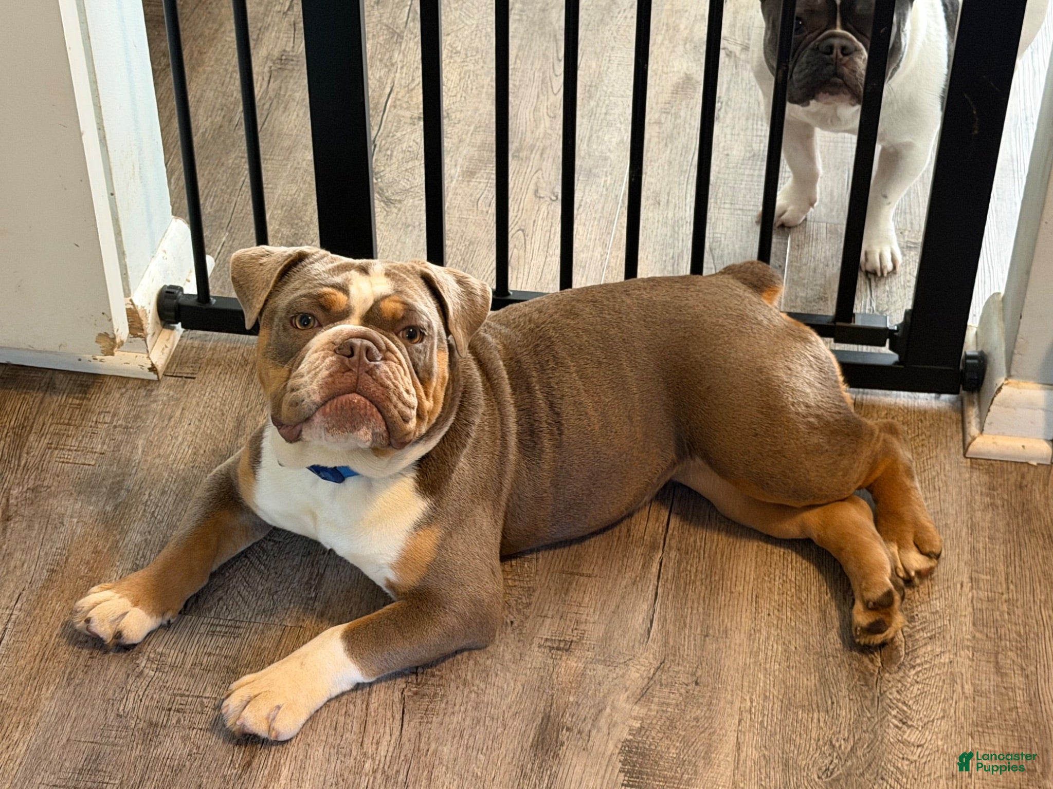 Olde English Bulldogge dogs Bailey - Ad 1