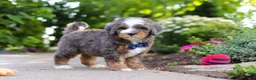 Mini Bernedoodle dogs for sale: Bentley - Ad 3