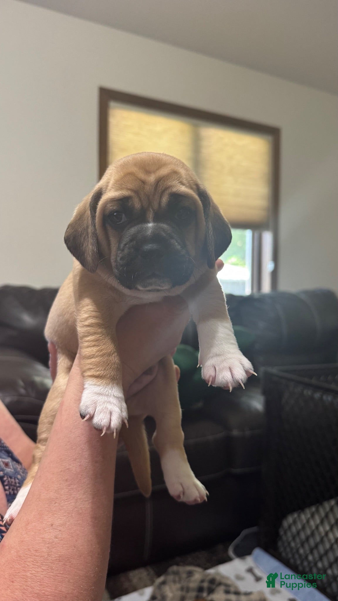 Puggle dogs Black collar  - Ad 2