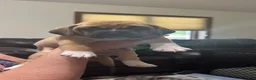 Puggle dogs for sale: Black collar  - Ad 2