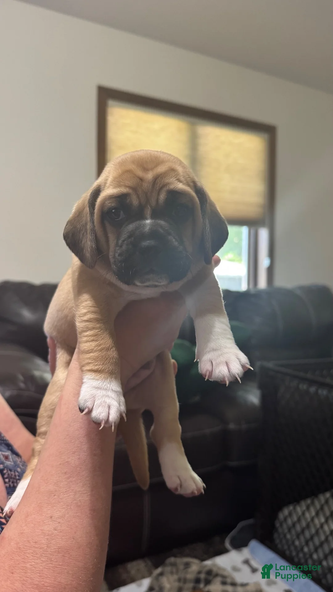 Puggle dogs for sale: Black collar  - Ad 2