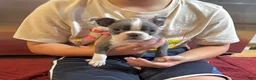 Boston Terrier dogs for sale: Boston Terrier 1 - Ad 4
