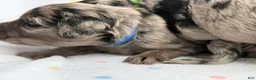 Mini Goldendoodle dogs for sale: Blue male, Goldendoodle 3 - Ad 5