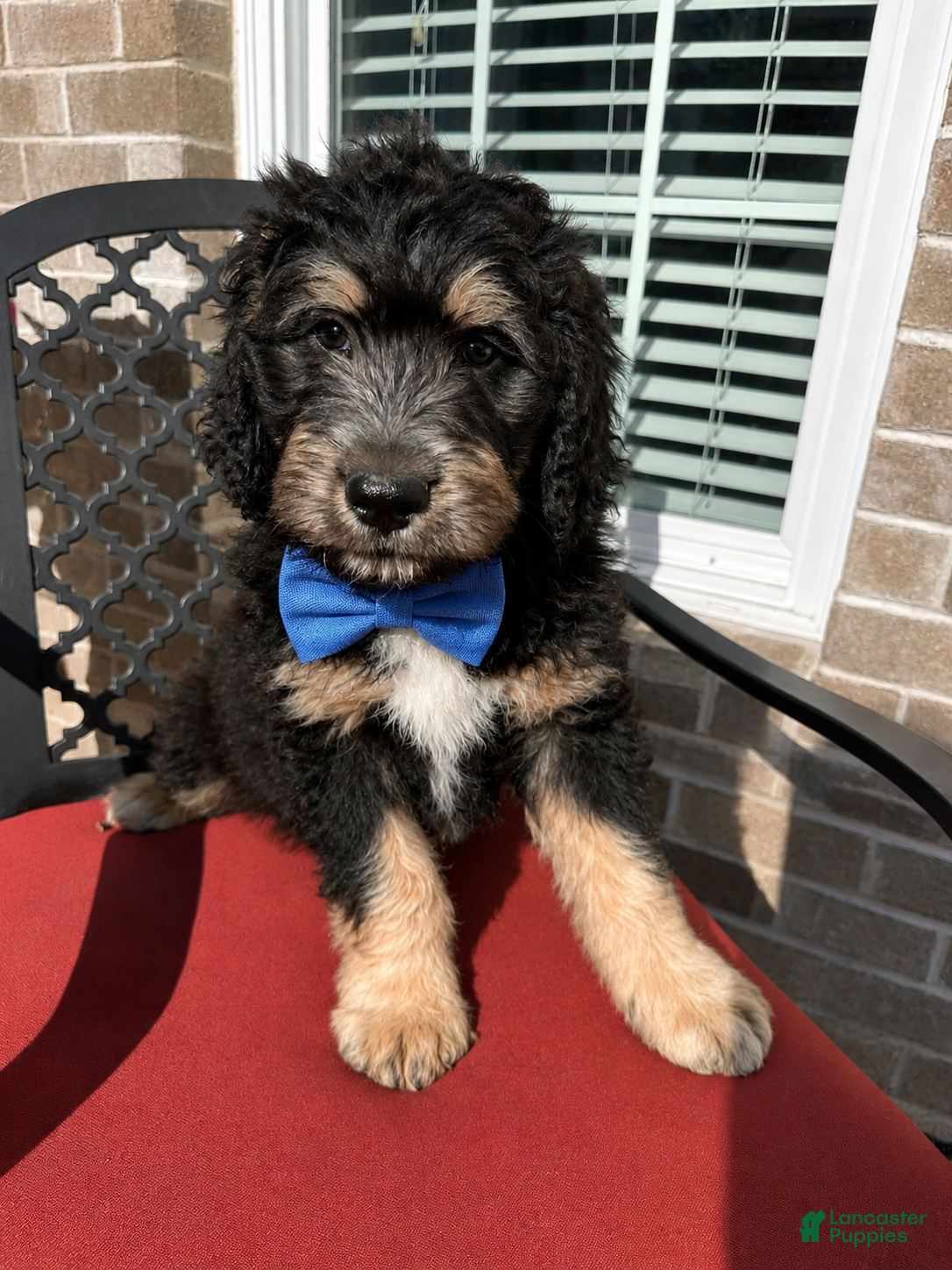 Aussiedoodle dogs Aussiedoodle Puppy 5 - Ad 5