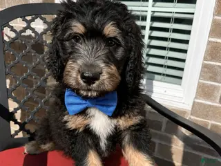 Aussiedoodle dogs Aussiedoodle Puppy 5 - Ad 5