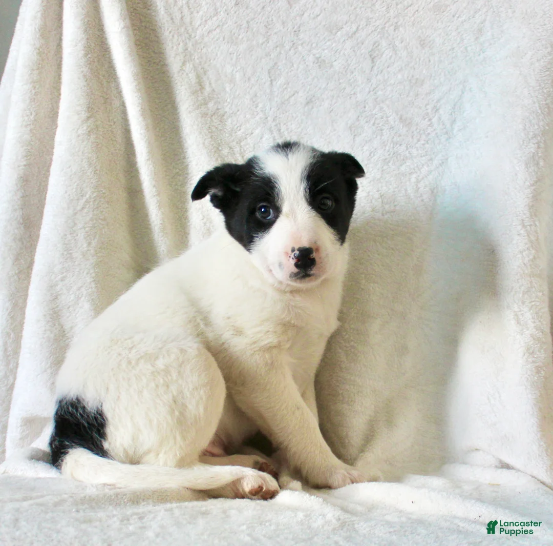 Mixed Breed dogs for sale: Oscar  - Ad 5