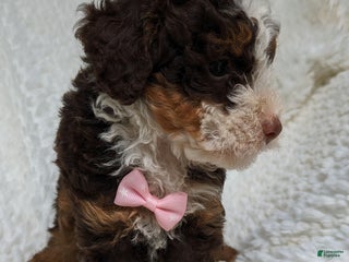 Bernedoodle dogs - Ad 32