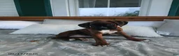 Boxer dogs for sale: Izzy - Ad 3