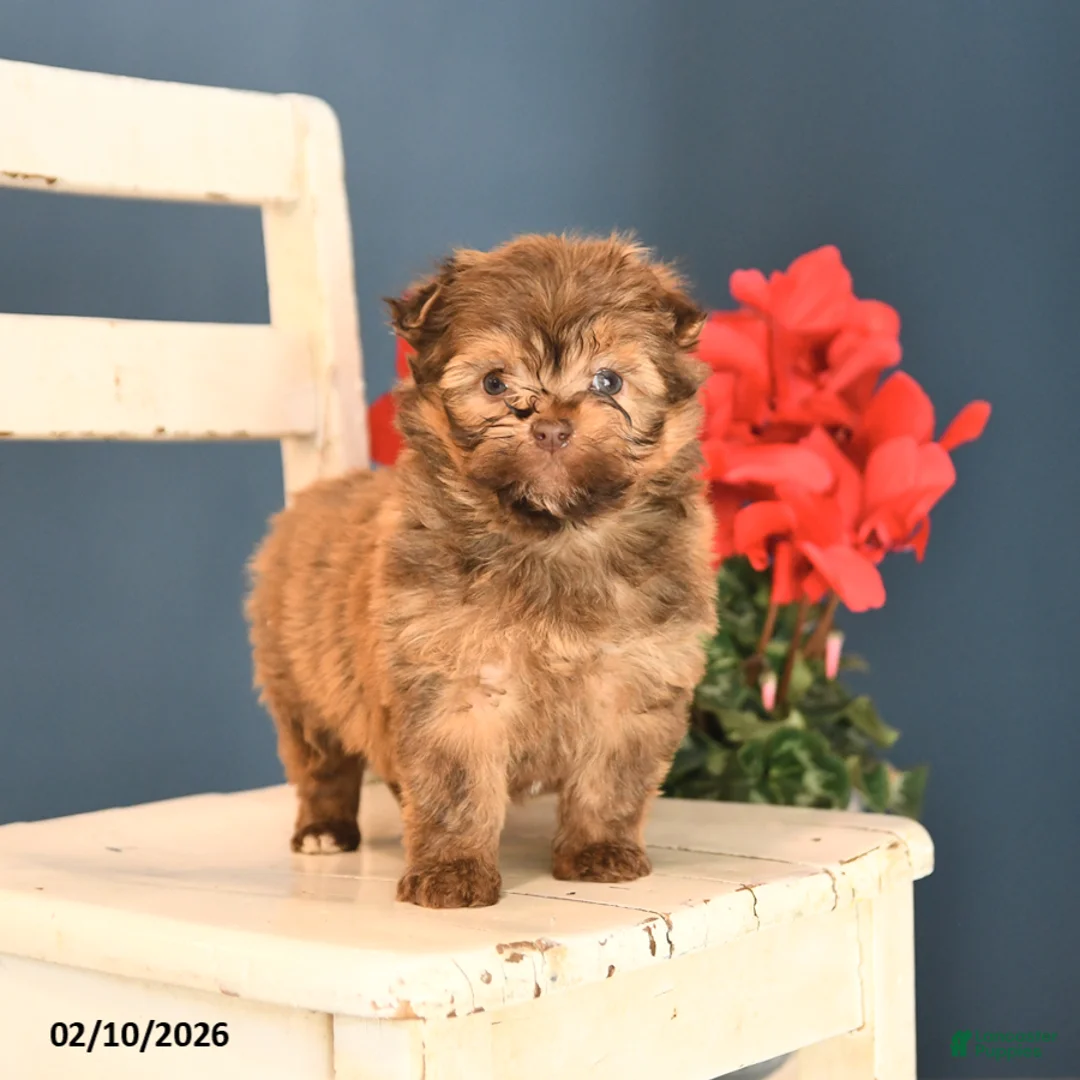 Havanese dogs for sale: Pal  - Ad 3