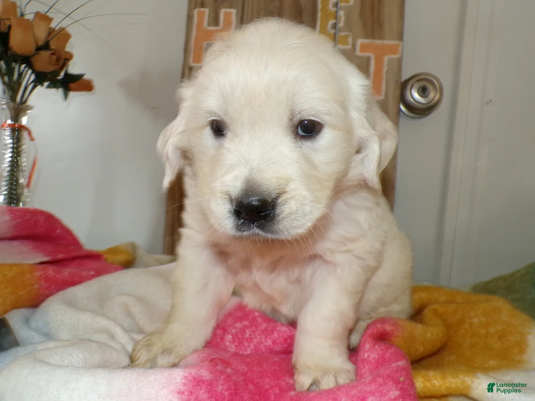 Golden Retriever dogs for sale: Golden Retriever Puppy 3 Kelly - Ad 4