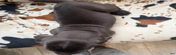 Great Dane dogs for sale: Brisket - Ad 12